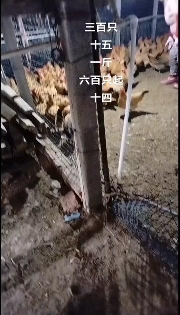 南京淮南草土鸡均重4斤半金黄油七个多月