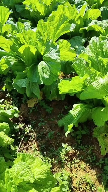 芒市云南德宏新鲜上海青  深绿色 露地栽培 新鲜蔬菜
