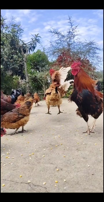 凤冈县真正的本地土鸡，只限附近凤冈区域老板可上门看 量多可送货上门
