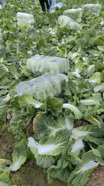 兰陵县一级大白菜黄心。个头567。