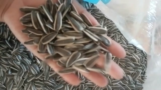 通榆县新瓜子