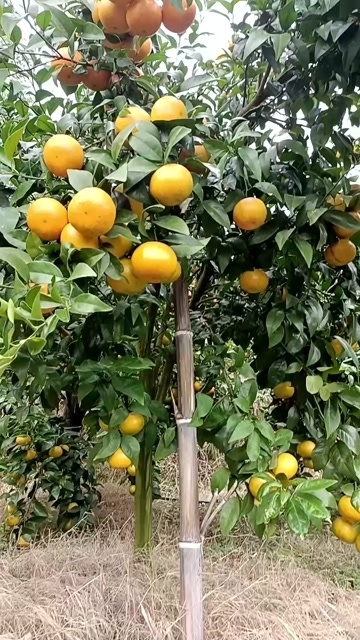 长汀县沃柑