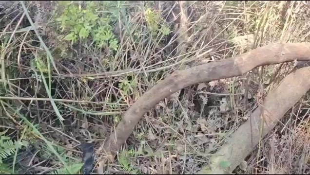 灵山县春花树