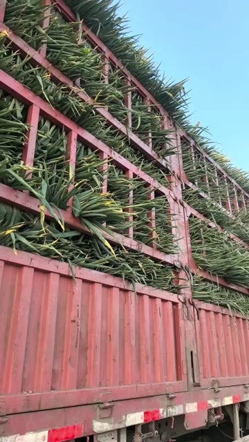 周口大量供应长白大葱，优质钢葱，货源充足，常年有货，欢迎下单