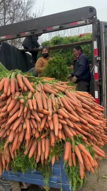 太康县胡萝卜