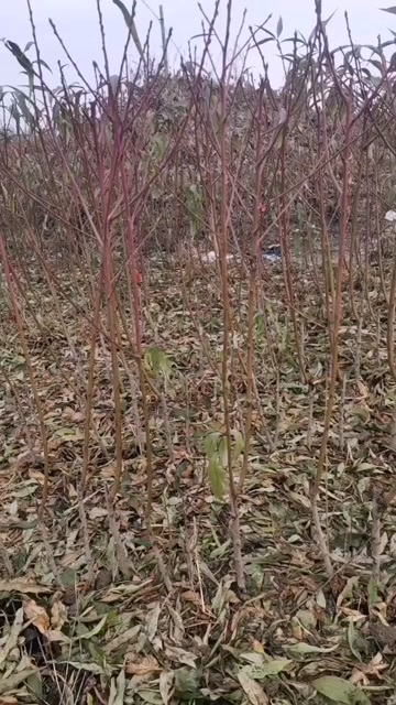 砀山县桃树苗