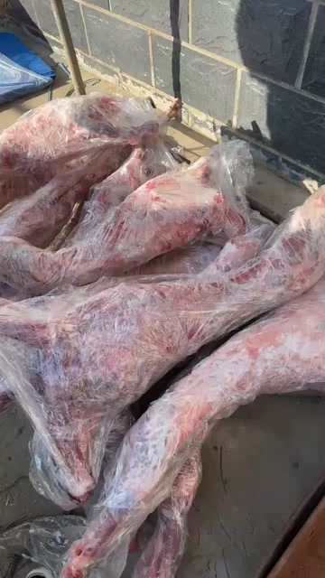 无棣县烤全羊     7斤至30斤都有   羊白条    羊酮体