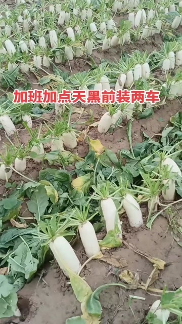 福州长乐沙地精品萝卜