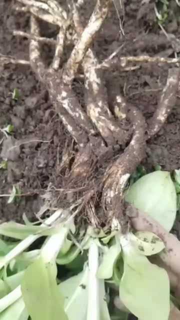 贡山县秦究