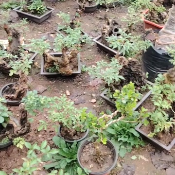 黄荆盆景素材桩，黄荆古桩盆景碳化镂空舍利于一体