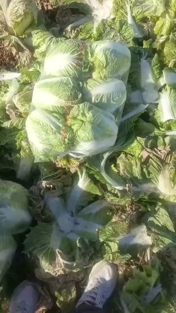 新乡县太山镇大白菜