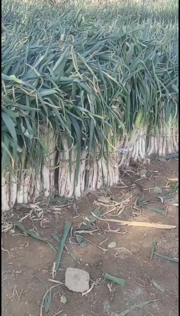 泰安长白大葱葱白40到50