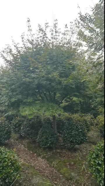 成都红枫基地3公分5公分8公分10公分12公分15公分
