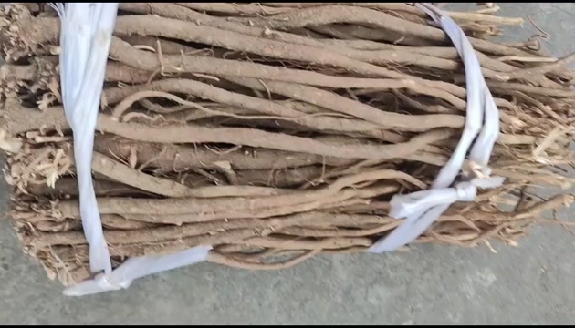 广西农村千斤拔小叶红皮千斤拔