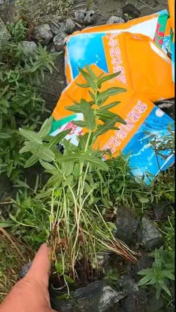 成都成都千屈菜高度冠幅25公分35公分45公分