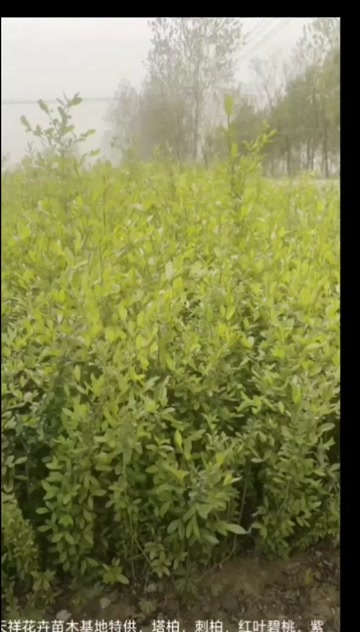 沭阳县高40-50厘米水蜡苗