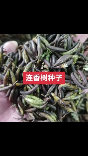 九江连香树种子产地价格 连香净种子价格 鲜果批发