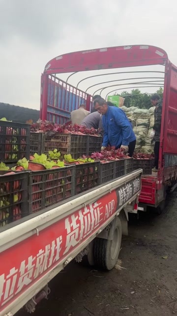 成都矾根高度冠幅20公分25公分30公分40公分