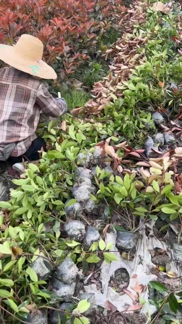 成都成都红叶石楠高度冠幅30公分40公分50公分60公分