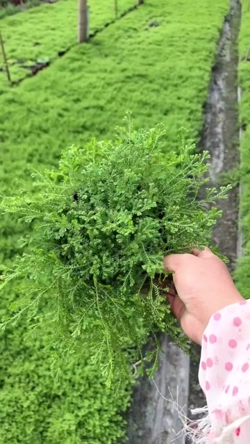成都翠云草、情人草高度冠幅10公分15公分20公分
