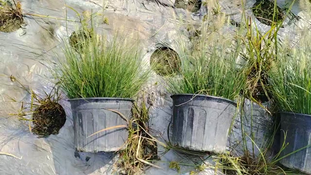 成都小兔子狼尾草高度冠幅25公分35公分45公分