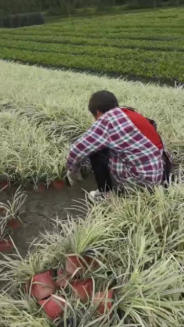 成都银边草高度冠幅15公分20公分25公分30公分