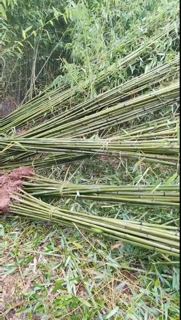 成都成都刚竹1公分2公分3公分4公分5公分