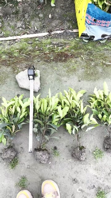 成都成都四季桂、佛顶珠高度冠幅30公分40公分50公分60公分