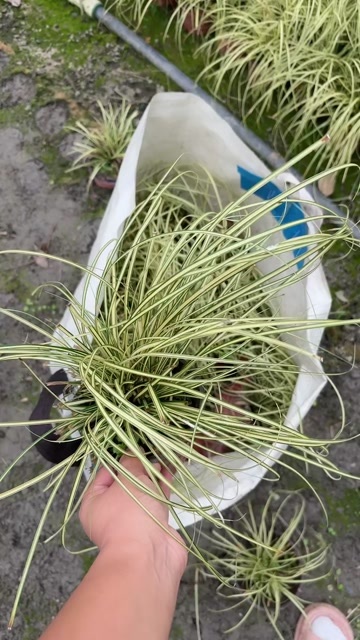 成都成都金叶苔草高度冠幅25公分35公分45公分