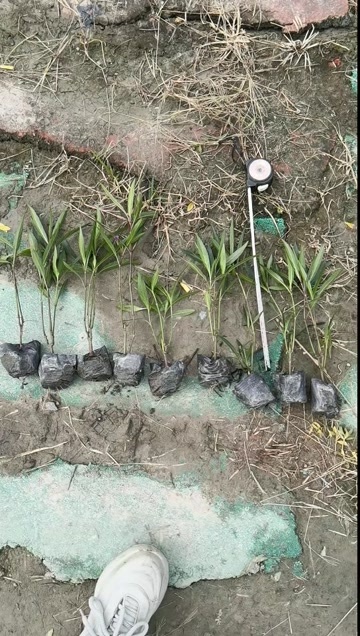 成都成都翠芦莉高度冠幅25公分35公分45公分