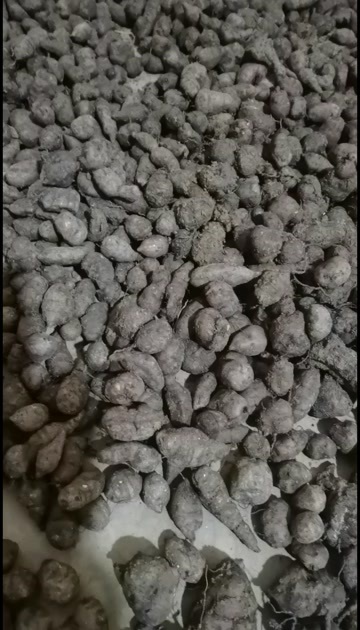 贞丰县三叶青