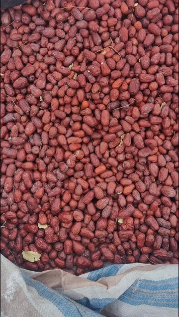 和静县俊枣，树上吊干，