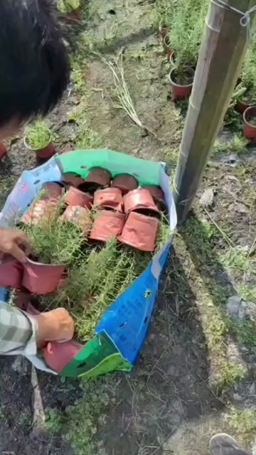 成都成都迷迭香高度冠幅15公分20公分25公分78公分