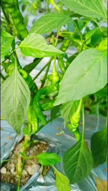 佛山新鲜螺丝椒批发 非常适合炒菜和腌制