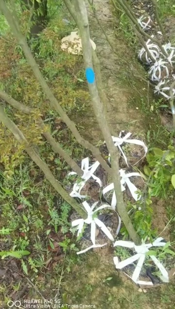 浏阳市沙田柚清田处理