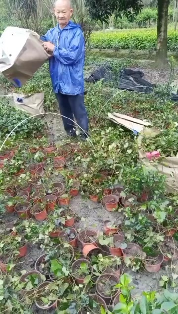 成都成都爬山虎高度100公分120公分150公分200公分