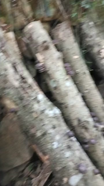 信丰县大山里的塅木香菇
