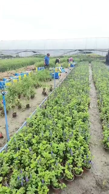 成都成都天蓝鼠尾草、林荫鼠尾草高度冠幅25公分35公分45公分