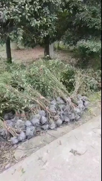 成都成都蔷薇高度100公分120公分150公分200公分