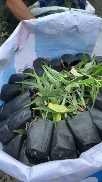 成都成都墨西哥鼠尾草高度冠幅25公分35公分45公分