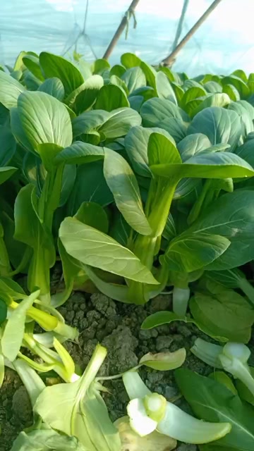 鸡毛菜