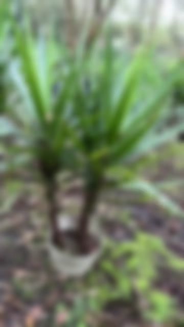 成都成都剑麻高度冠幅15公分20公分25公分78公分