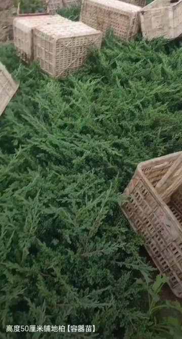 沭阳县高60厘米铺地柏