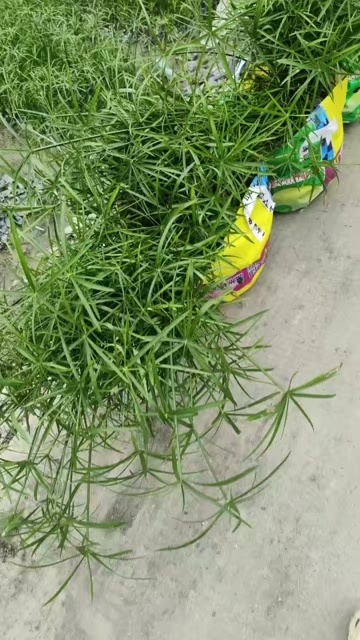 成都成都旱伞草高度冠幅15公分20公分25公分78公分