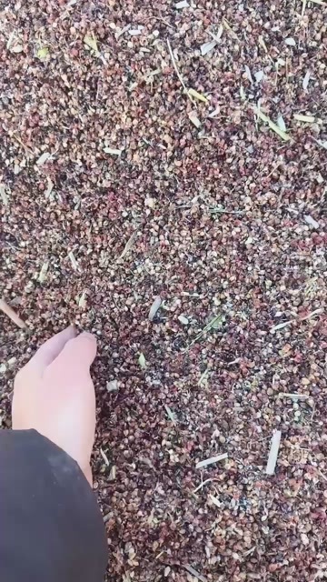衡水河北衡水冀州优质高粱壳 烘干 已卖完