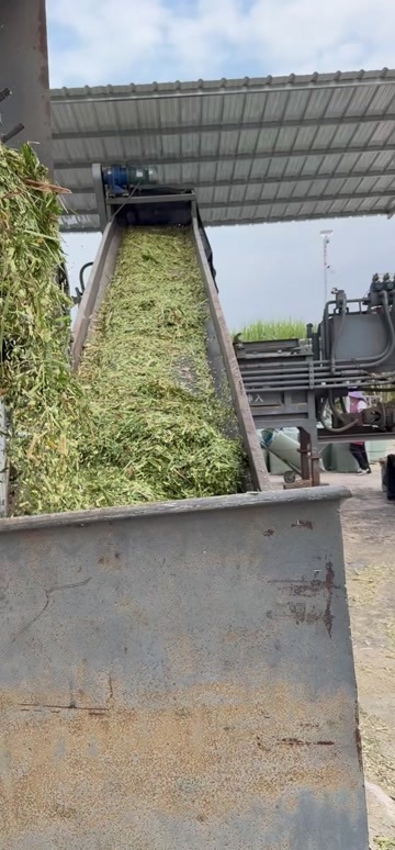 来宾大量提供新鲜 青储 ，有需要的老板可私聊