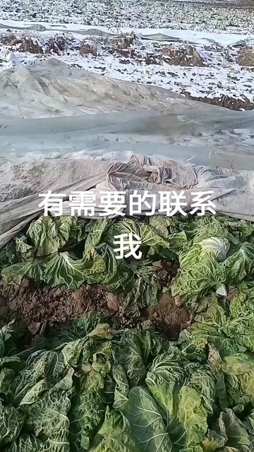 高青县三万斤大白菜