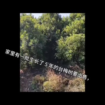 靖州县靖州杨梅树(台梅)