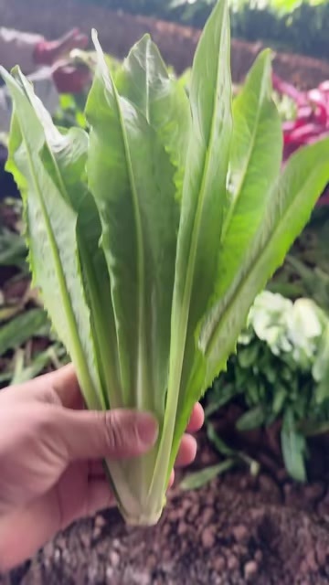 邯郸精品小油麦