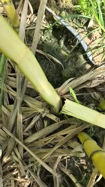 【实力】甘蔗—云南黄皮甘蔗—云南黄金甘蔗—产地直供—大量有货